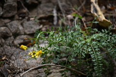 Packera millelobata
