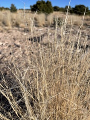 Aristida purpurea