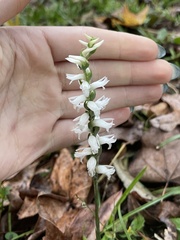 Spiranthes cernua
