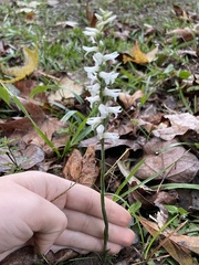 Spiranthes cernua