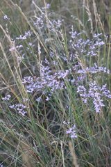 Limonium