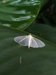 Palpita