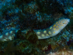 Myrichthys breviceps