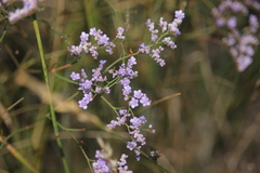 Limonium