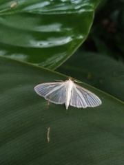 Palpita