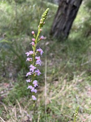 Stylidium graminifolium