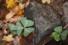 Oxalis metcalfei
