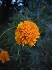 Tagetes erecta