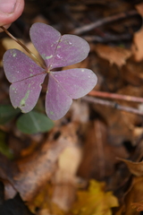 Oxalis metcalfei