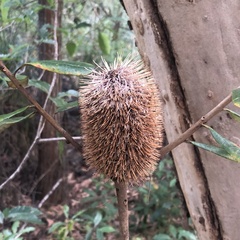 Banksia
