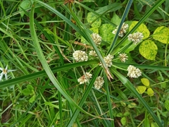 Cyperus luzulae