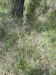 Stylidium graminifolium