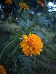 Tagetes erecta