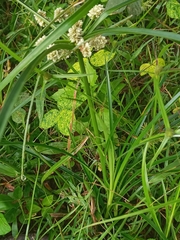 Cyperus luzulae