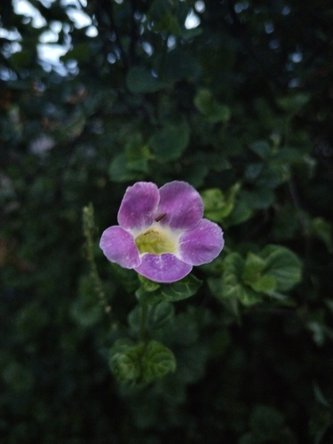Asystasia gangetica
