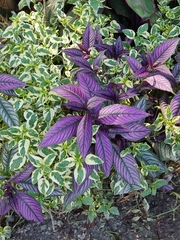 Strobilanthes auriculata