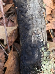 Hypoxylaceae