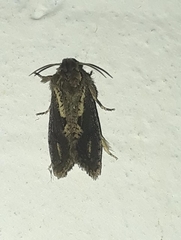 Acrolophus walsinghami