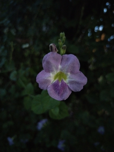 Asystasia gangetica