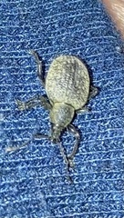 Otiorhynchus sulcatus