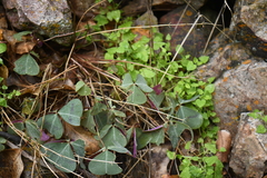 Oxalis metcalfei