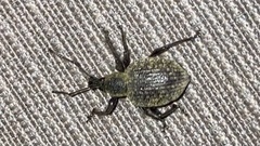 Otiorhynchus sulcatus