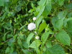 Acmella radicans