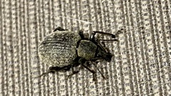 Otiorhynchus sulcatus