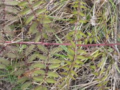 Mimosa microphylla