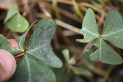 Oxalis metcalfei