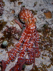 Callistoctopus macropus