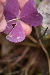 Oxalis metcalfei