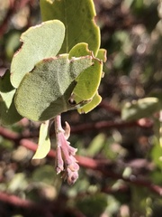 Arctostaphylos