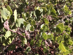 Arctostaphylos