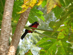 Lybius bidentatus
