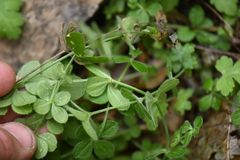 Galium uncinulatum