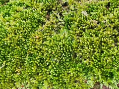 Claopodium rostratum