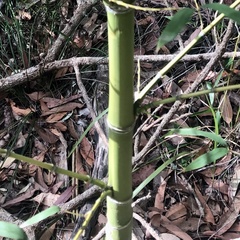 Bambusoideae