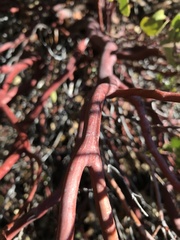 Arctostaphylos