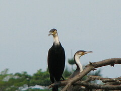 Phalacrocorax carbo