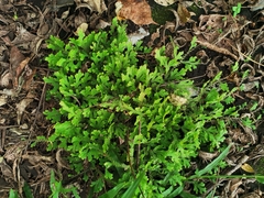 Selaginella pallescens