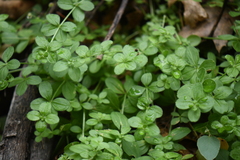 Galium uncinulatum
