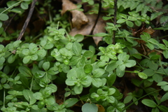 Galium uncinulatum