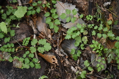 Cardamine macrocarpa