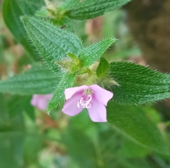 Arthrostemma ciliatum