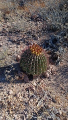 Ferocactus emoryi