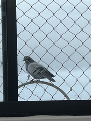 Columba livia domestica