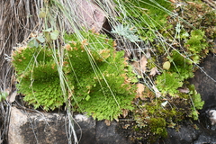 Selaginella pilifera
