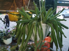 Euphorbia trigona