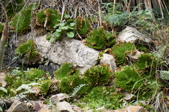 Selaginella pilifera